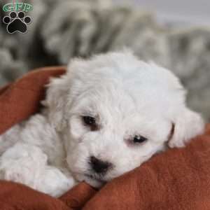 Frosty (tiny), Bichon Frise Puppy